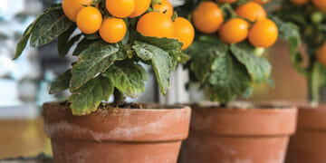 Dwarf Tomatoes Produce Abundant Fruit With a Small Plant