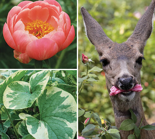 32 Plants for Sun and Shade That the Deer Won’t Devour