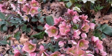 Earliest Blooms at Ned Wolf Park