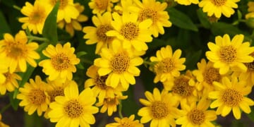 How to Plant and Grow Arnica