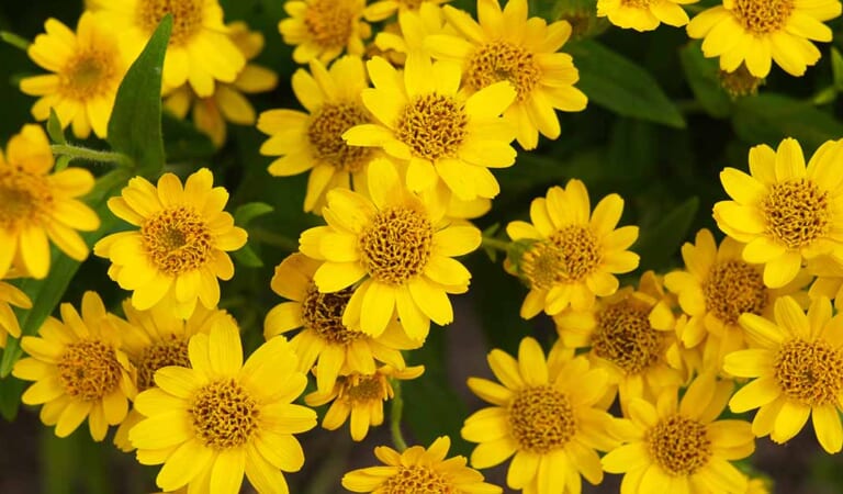 How to Plant and Grow Arnica
