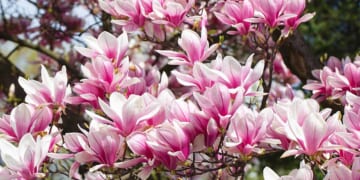 15 of the Best Deciduous Magnolias to Grow at Home