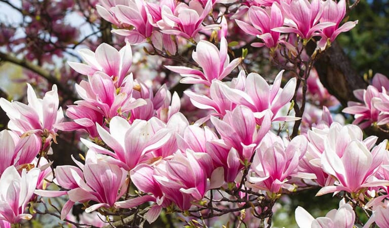 15 of the Best Deciduous Magnolias to Grow at Home