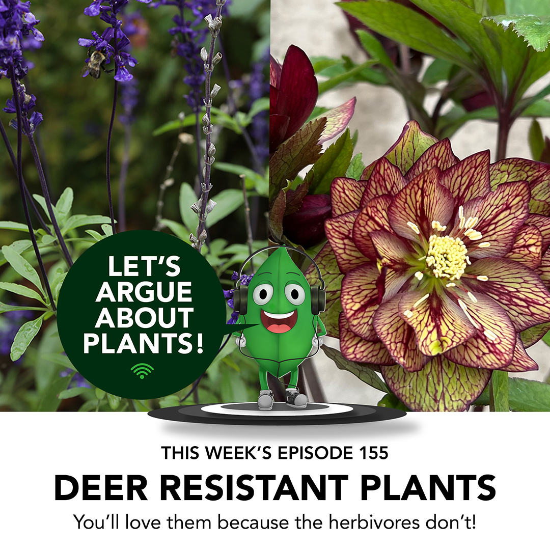 Episode 155: Deer-Resistant Favorites - FineGardening