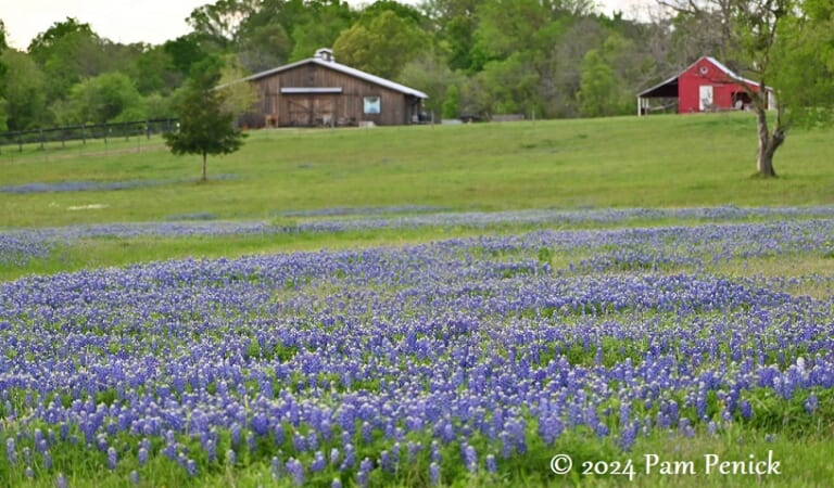 More Texas wildflower joy near Independence