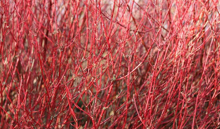 How to Grow and Care For Red Twig Dogwood