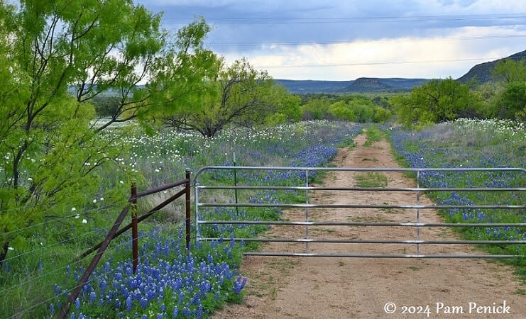 Willow City Loop wows with Texas wildflowers