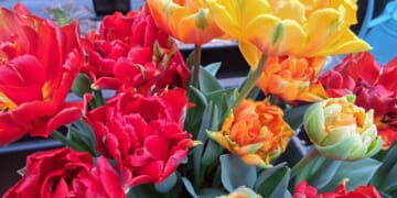 Tulip Fever - GardenRant