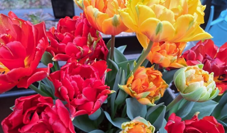 Tulip Fever – GardenRant