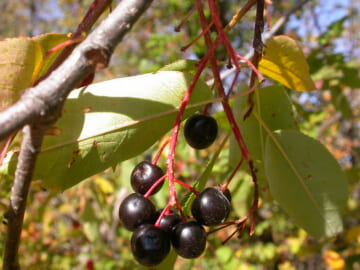 Prunus virginiana - in Alabama?