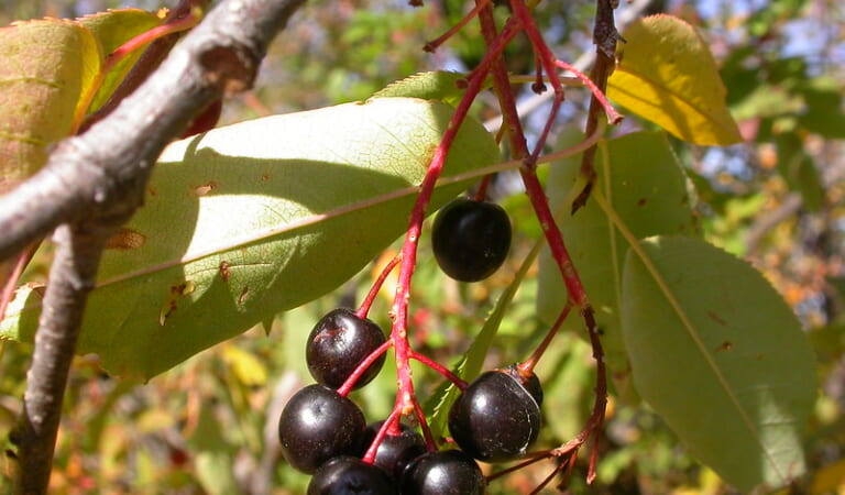 Prunus virginiana – in Alabama?