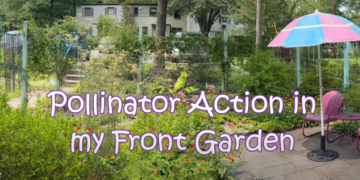 Video: Pollinators in My Front Garden