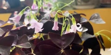 WashingtonGardener: Oxalis Plant Profile