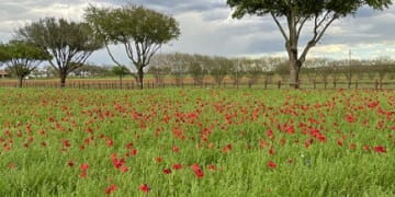 Poppies are popping at Wildseed Farms
