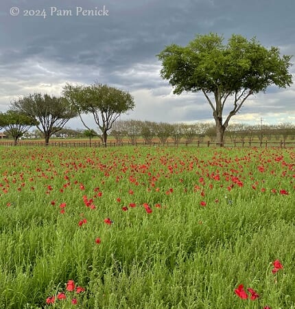 Poppies are popping at Wildseed Farms