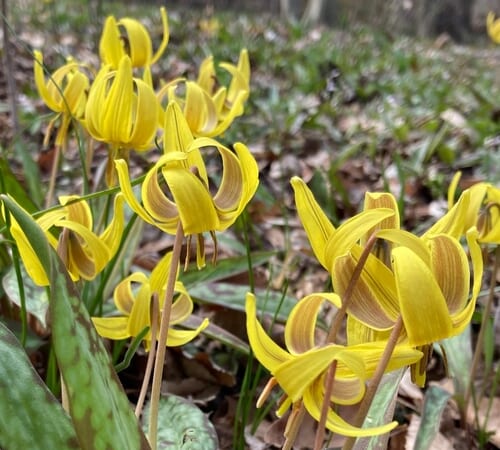 Native Spring Shows – FineGardening