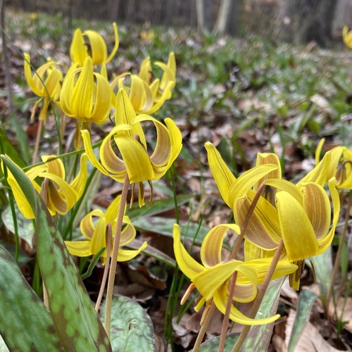 Native Spring Shows - FineGardening