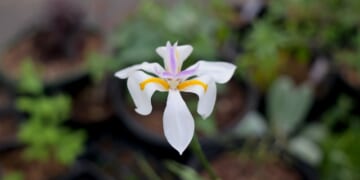 African Iris in Bloom | The Survival Gardener