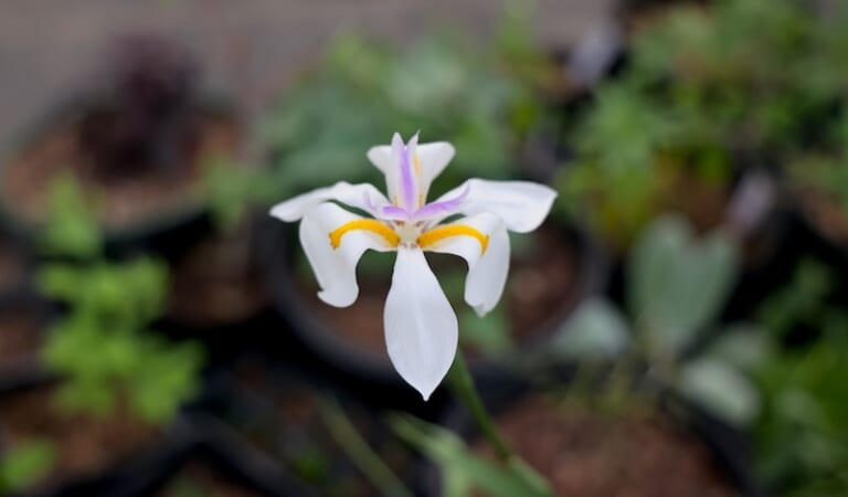 African Iris in Bloom | The Survival Gardener