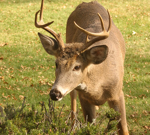 Plants and Strategies for Deterring Deer