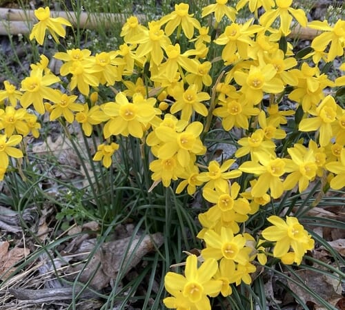 Joseph’s Favorite Daffodils – FineGardening