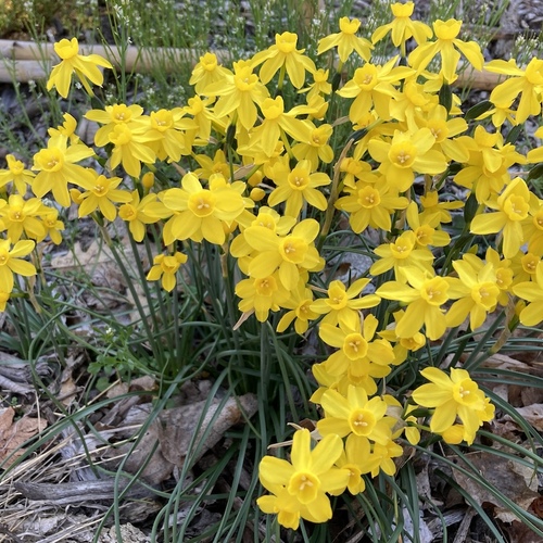 Joseph’s Favorite Daffodils - FineGardening