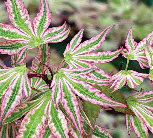 Shopping-List Plants for the Southeast