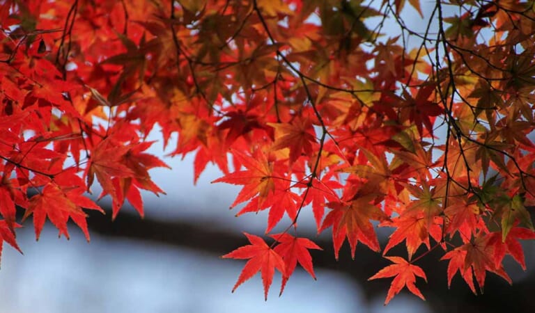 How to Identify and Manage Common Japanese Maple Diseases
