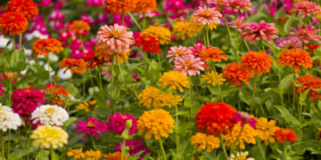 15 Easy, Fast-Growing Flower Seeds for Impatient Gardeners and Novice Planters