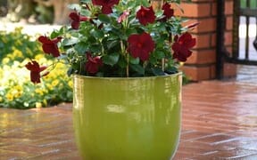 Heat-loving mandevillas bring a tropical look to your patios and are easy to care for all summer.