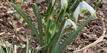 galanthus and iris