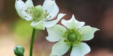 How to Grow and Care for Thimbleweed