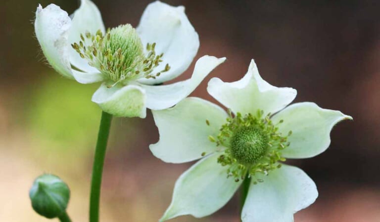 How to Grow and Care for Thimbleweed