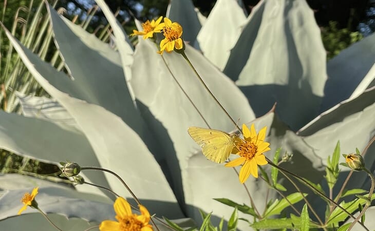 A curbside garden for pollinators and all-year interest