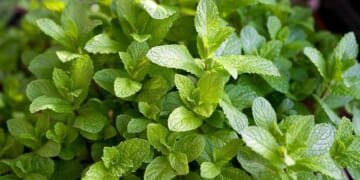 15 of the Best Mint Varieties to Grow at Home
