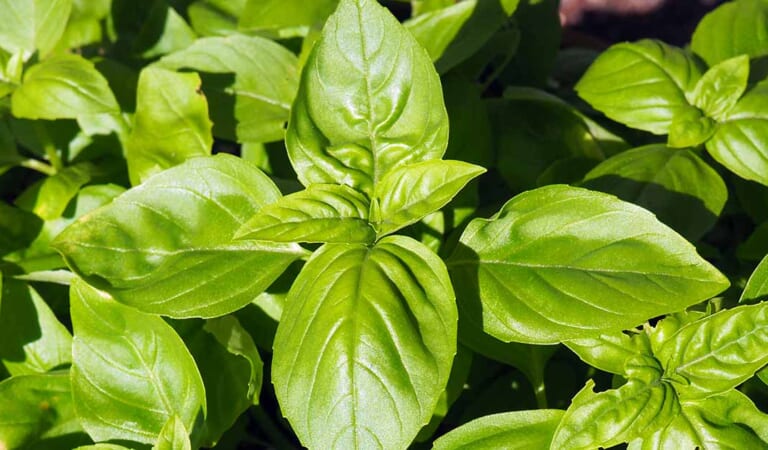 How and When to Fertilize Basil