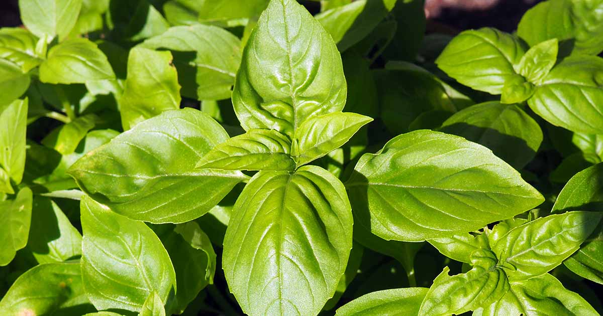 How and When to Fertilize Basil