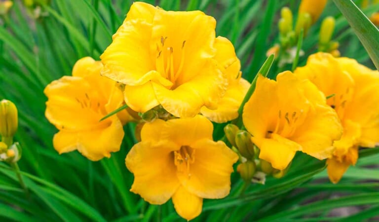 When and How to Transplant Daylilies