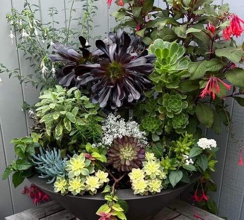 Container Before and After – FineGardening