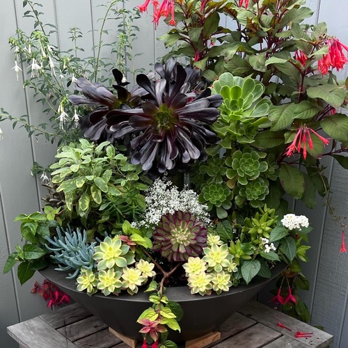 Container Before and After - FineGardening