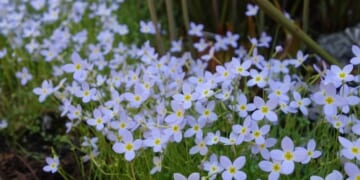 Underrated Flowers of Spring - FineGardening