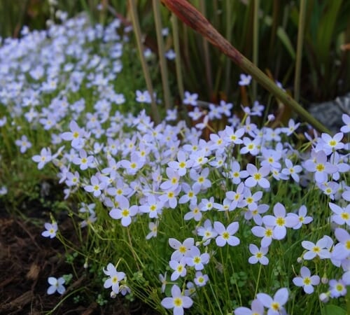 Underrated Flowers of Spring – FineGardening