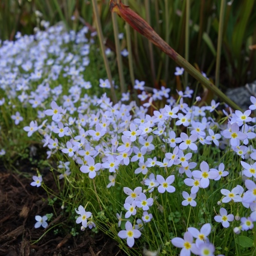 Underrated Flowers of Spring - FineGardening