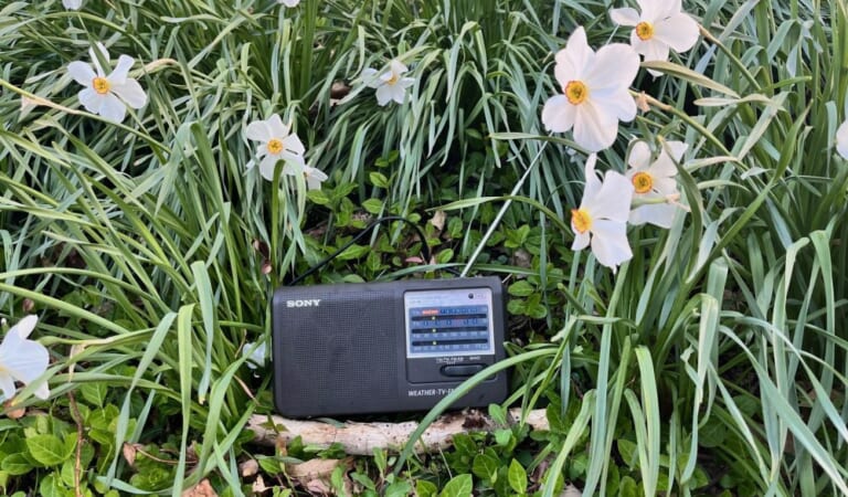 Radio Garden – GardenRant