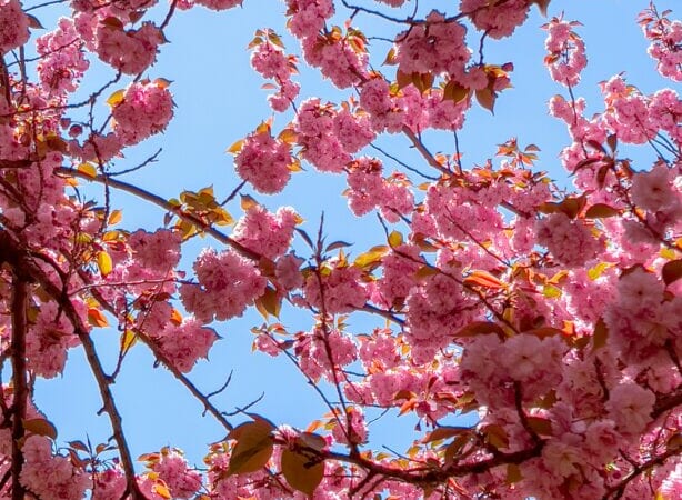 It’s Not Too Late to Experience Cherry Blossom Season