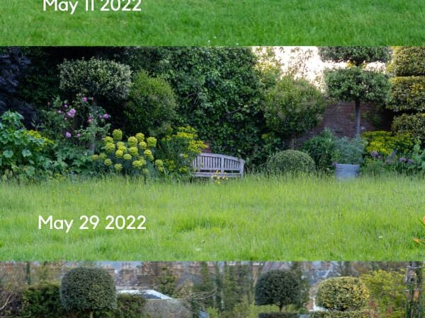 Should you do No Mow May? The pros and cons… – The Middle-Sized Garden