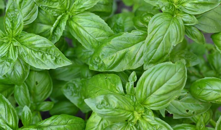 5 Common Causes of Holes in Basil Leaves