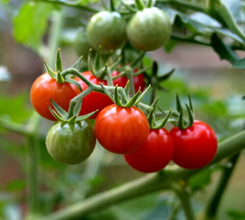 Tomatoes for Mountain West Gardeners