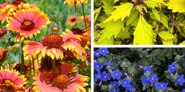 The Best Annuals for Southwestern Gardens
