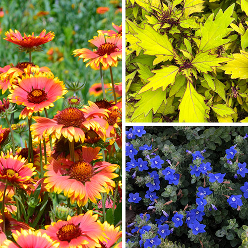 The Best Annuals for Southwestern Gardens